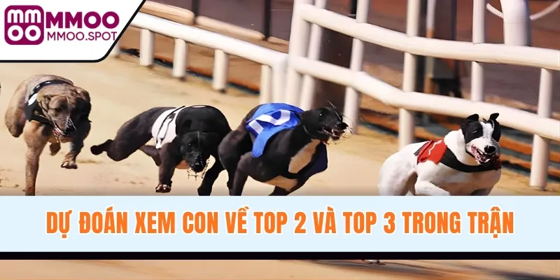 Dự đoán xem con về top 2 và top 3 trong trận